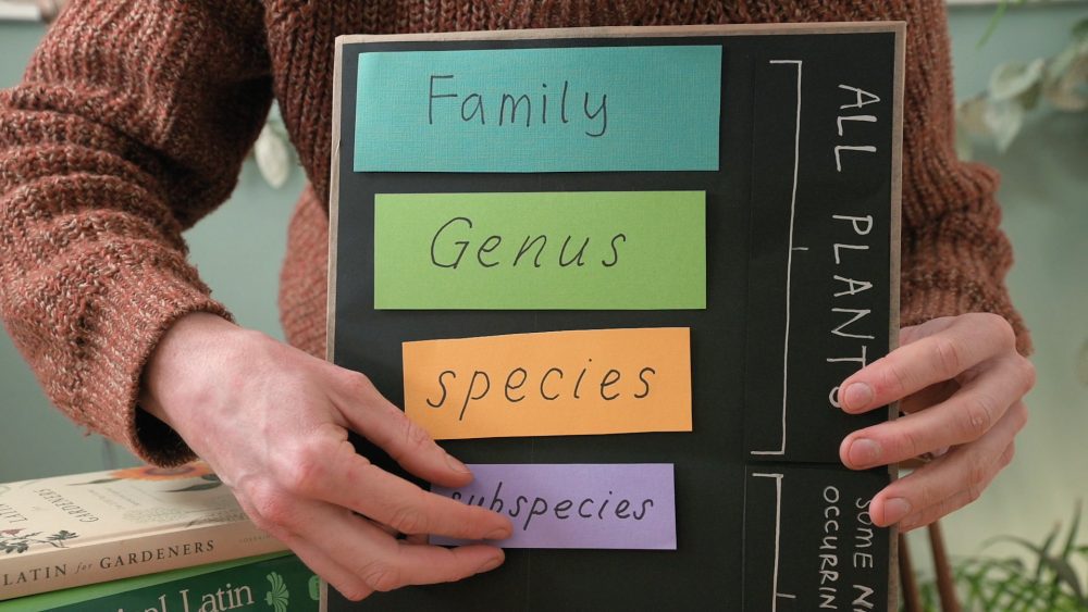 Botanical Plant Names (A Beginner’s Guide)