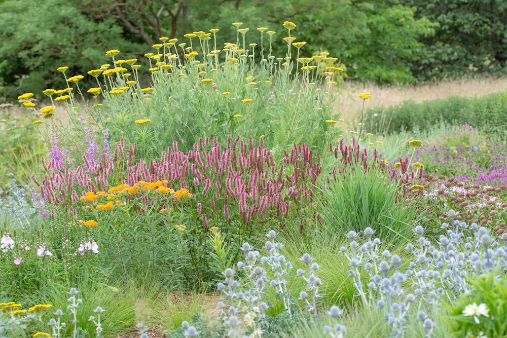 Plantaholics Online – Wednesday 3rd June 2026