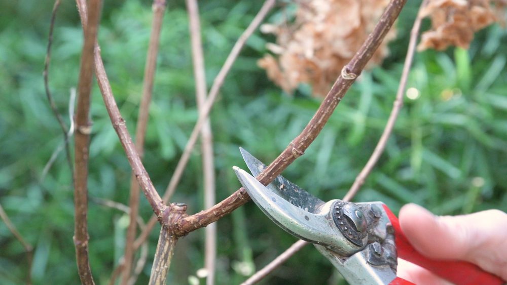Prune in late winter