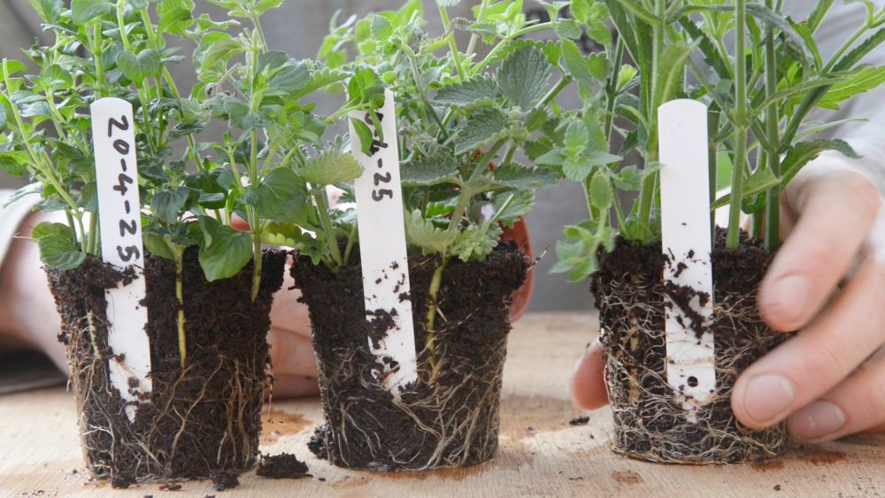 Grow your own plants (from scratch)