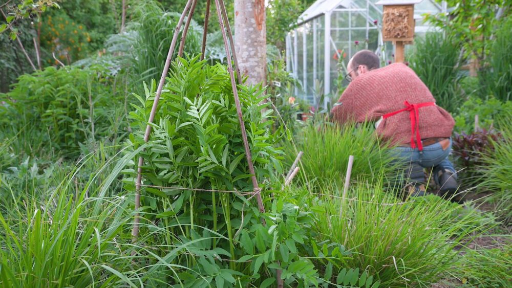 Photo of Joe Vary gardening in his home naturalistic border
